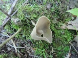 Helvella brevis image