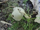 Helvella brevis image
