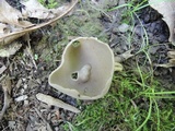 Helvella brevis image
