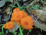 Hygrocybe miniata image