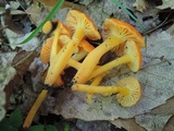 Hygrocybe miniata image