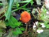 Hygrocybe miniata image
