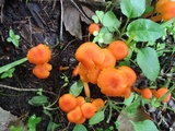 Hygrocybe miniata image