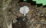 Entoloma albogriseum image