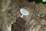 Entoloma albogriseum image