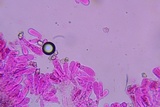 Entoloma albogriseum image