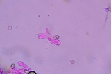 Entoloma albogriseum image