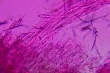 Entoloma albogriseum image