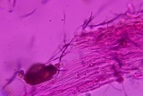Entoloma albogriseum image