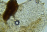 Entoloma albogriseum image