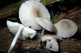 Mycena niveipes image