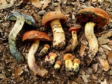 Suillellus hypocarycinus image
