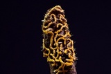 Polycephalomyces tomentosus image