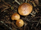 Tricholoma pseudonictitans image