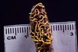 Polycephalomyces tomentosus image