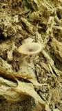 Pluteus cyanopus image
