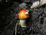 Amanita parcivolvata image