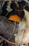 Marasmius fulvoferrugineus image