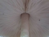 Chlorophyllum olivieri image