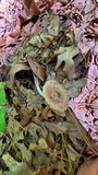 Pluteus cyanopus image