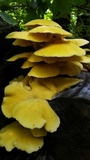 Pleurotus citrinopileatus image