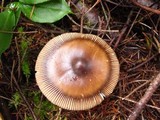 Amanita pachycolea image