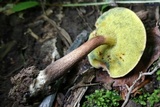 Boletellus chrysenteroides image
