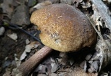 Boletellus chrysenteroides image