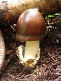 Amanita pachycolea image