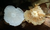 Heliomyces decolorans image