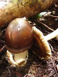 Amanita pachycolea image