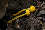 Cantharellus minor image