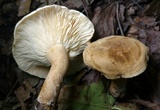 Lactarius subvernalis image