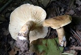 Lactarius subvernalis image