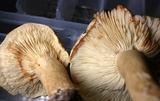 Lactarius subvernalis image