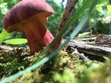 Lanmaoa pallidorosea image