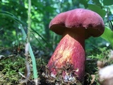Lanmaoa pallidorosea image
