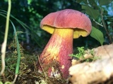 Lanmaoa pallidorosea image
