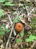 Lactarius volemus image