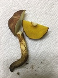 Aureoboletus innixus image
