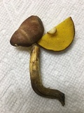 Aureoboletus innixus image