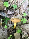 Aureoboletus innixus image