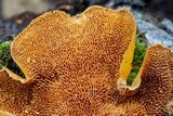 Polyporus guianensis image
