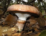 Gomphidius subroseus image