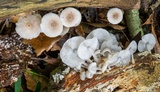 Mycena margarita image