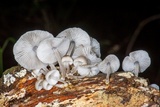 Mycena margarita image
