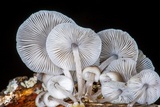 Mycena margarita image