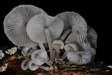 Mycena margarita image