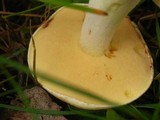 Suillus neoalbidipes image