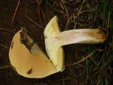 Suillus neoalbidipes image